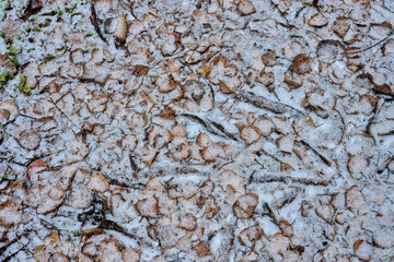 Nordic Snow Covered Leaf Texture