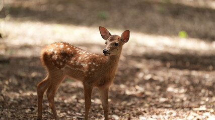 The cute deer live freely in the park of the Japan
