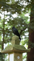 A black crow stopping on the stone for the rest