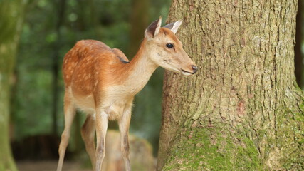 The cute deer live freely in the park of the Japan
