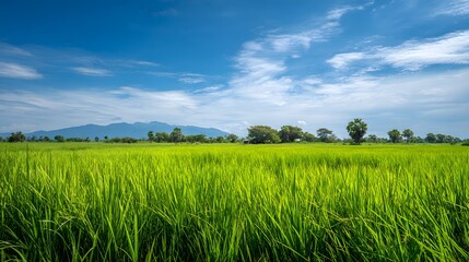Obraz premium Lush green rice paddy field under a beautiful blue sky with mountains in the background.