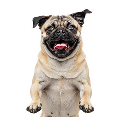 Obraz premium Happy pug dog standing up isolated on transparent background