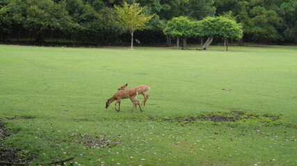 The cute deer live freely in the park of the Japan
