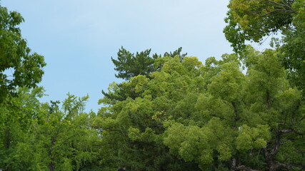 The old castle view which are located in the Osaka of the Japan