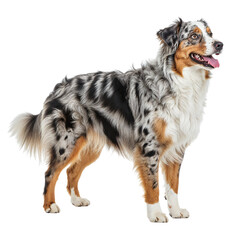 Fototapeta premium Australian shepherd dog standing proudly isolated on transparent background