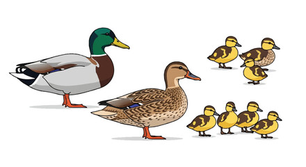 Obraz premium 2D flat illustration featuring a charming collection of colorful male and brown female Mallard ducks alongside several small fluffy yellow ducklings, isolated on a bright white background.