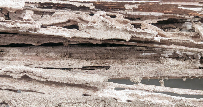 Close-up macro image of severely termite-damaged wood showing deep tunnels, frass textures, and layered structural decay. The detailed view highlights the destructive impact of termite infestation, su