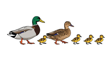 A beautiful 2D flat vector illustration portrays a complete Mallard duck family unit, featuring the adult male, female, and several fluffy ducklings isolated on a bright white background.