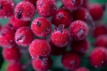 red berries background