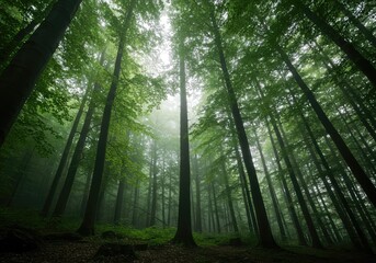 Fototapeta premium A lush green temperate forest featuring tall towering trees reaching skyward beneath a hazy canopy of thick foliage and dappled sunlight ,thick ,growth ,shadow