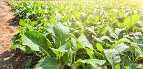 Leafy Vegetable Plants Growing in Rows