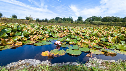 Bright pink water lily blooms among large green lily pads covering surface of pond.