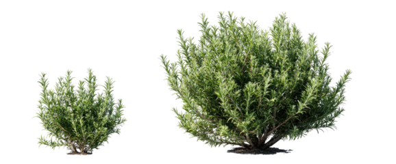 Two green leafy bushes, one small, one large, against a black background