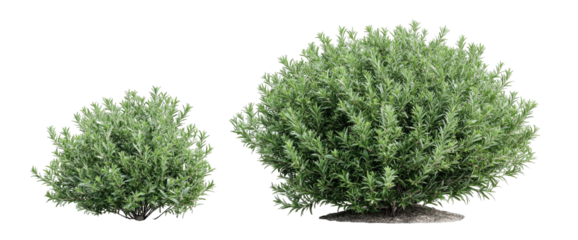 Two green bushy plants, one smaller than the other, isolated