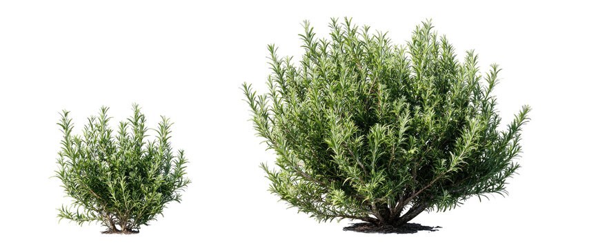 Two green leafy bushes, one small, one large, against a black background