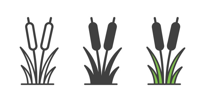 cattail plant icon. cattail reeds marsh plant water grass icon vector
