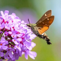 A butterfly with orange and brown wings lands on a vibrant purple flower, capturing the beauty of nature's detail