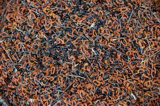 dried herbs