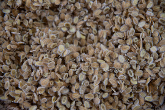 dried hairy seeds in a basket