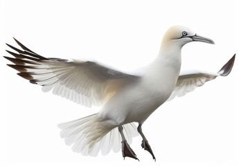 Obraz premium Northern Gannet in Flight Isolated on White Background Close Up Bird Spreading Wings Beautiful Plumage Birdwatching Wildlife Ornithology