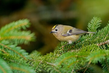 A goldcrest sits on a spruce twig. A cute goldcrest in the nature habitat.  Regulus regulus
