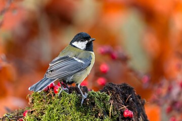 A cute great tit sits on a tree stump covered in green moos. Portrait of a great tit in the nature habitat. Parus major.  © Monikasurzin