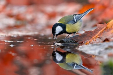A cute great tit sits by a forest pond and drinks water. Portrait of a great tit in the nature habitat. Parus major. 