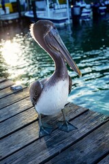 pelican on the pier back lit with sun reflection in the water