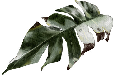 Watercolor Tropical Leaf with Burnt Edges illustration 