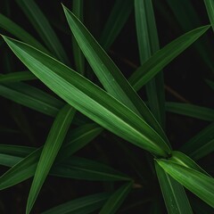 Obraz premium Feuilles vertes luxuriantes d'une plante tropicale d'intérieur, capturées en gros plan, symbolisant la croissance et la sérénité naturelle ,macro ,minimaliste ,photosynthèse