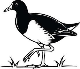 Black and white vector illustration of a white-breasted waterhen walking on grass, wild nature bird animal design isolated on white background.