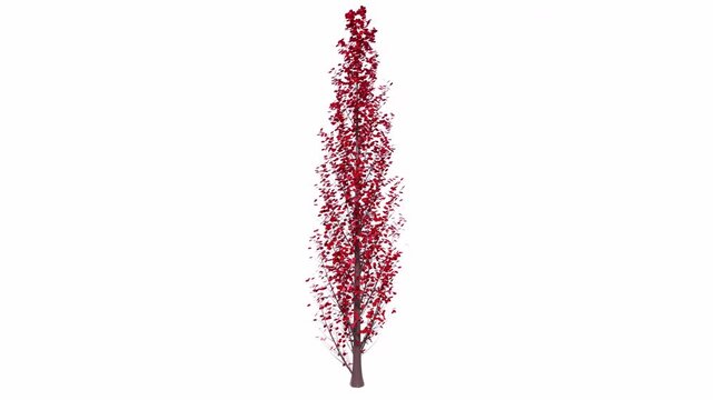 Tall Red Leaf Tree on White Background