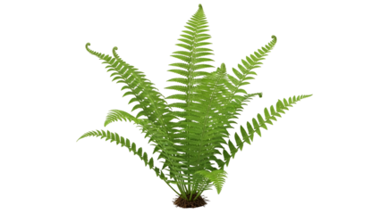 Isolated green fern, showing detailed fronds, against a black background