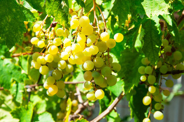 Big yellow grapes in the vineyard. the concept of growing grapes. wine making illustration. big grapes in the garden