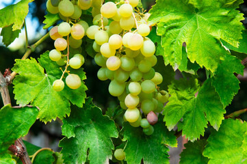 Big yellow grapes in the vineyard. the concept of growing grapes. wine making illustration. big grapes in the garden