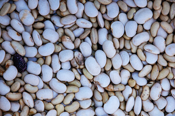 a lot of white beans on the table. bean seeds close-up. the concept of growing legumes.	