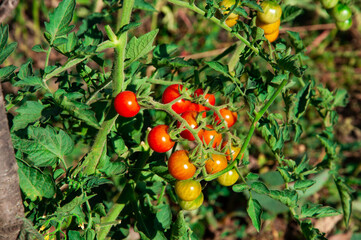 Appetizing cherry tomatoes. Red ripe tomatoes on a green branch