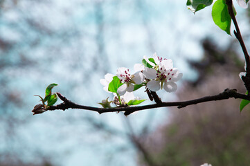 apple white blossom on a tree. the concept of a good harvest of apples. a blossoming young tree in the garden	