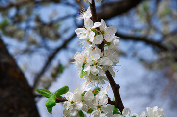 apple white blossom on a tree. the concept of a good harvest of apples. a blossoming young tree in the garden	