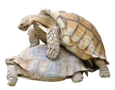 Two large sulcata tortoises in mating position. Close-up view of their shells, legs, and heads. Wildlife, reptile, savanna ecosystem, nature, slow animal concept.