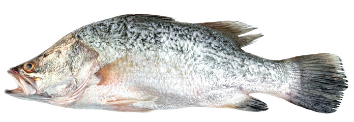 Freshly caught Barramundi fish isolated. This large, silver-scaled fish is a popular food source, ideal for culinary and seafood industry visuals. Raw ingredient preparation.