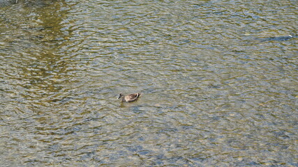 One wild duck swimming in the running river in summer