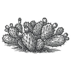 Fototapeta premium Delicate cactus illustration perfect for organic food packaging and fresh market signage