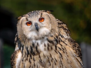 European eagle owl, the largest owl species in the world