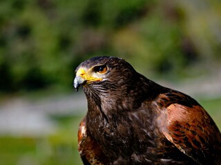 Portrait von einem jungen Bussard