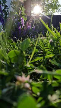 freshly mowed lawn on a summer evening. flowers on the grass against the sunset. lawn with flowers against the background of a tree. purple flowers in the morning