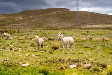 Naklejka premium White Llama and Alpacas in the Peruvian Plain