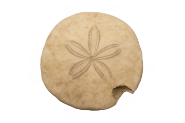 Sand dollar echinoderm showcasing natural marine life with damaged edge, isolated object for beach and ocean themes