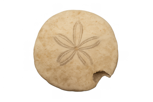 Sand dollar echinoderm showcasing natural marine life with damaged edge, isolated object for beach and ocean themes