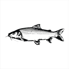 Mahser fish vector image